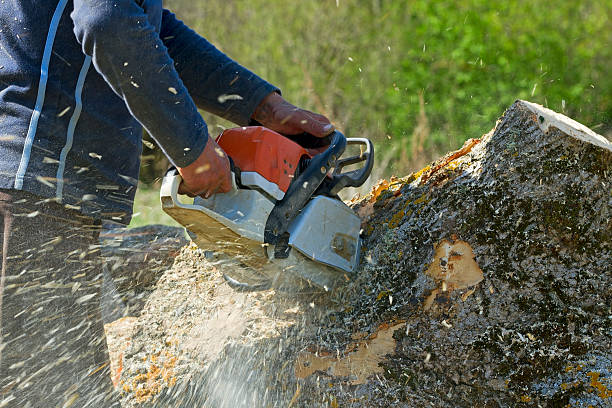 Sharon, PA Tree Removal Company